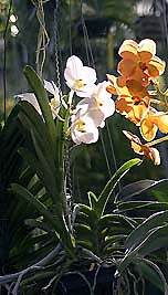 White Vanda Orchid