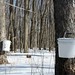 Where maple syrup comes from (0307)