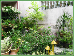 Our tropical frontyard garden in November 2009 with flowering annuals and perennials