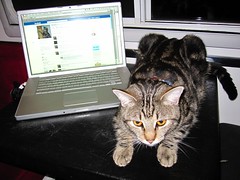 Facebooking Cat