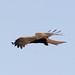 Oiseau en Egypte.