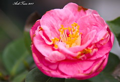 Anglų lietuvių žodynas. Žodis genus camellia reiškia genties camellia lietuviškai.
