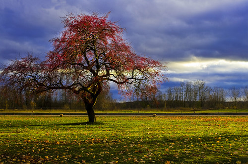 Apple tree