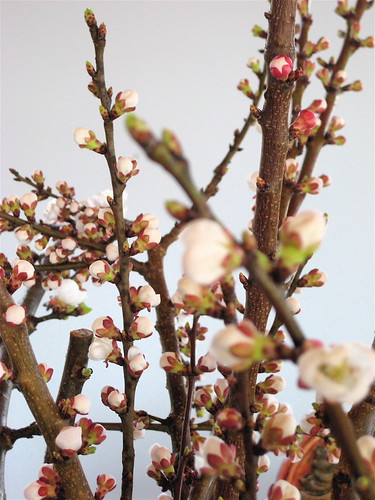 primavera, 27.03.010, 4