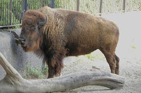 PLAINS AMERICAN BISON (Bison bison bison) ........... BISONTE AMERICANO DE PLANICIE ~ original=(3968 x 2620)