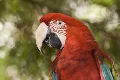 The Scarlet Macaw (Ara macao)