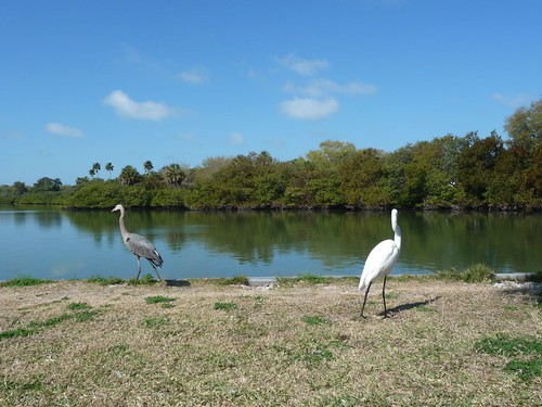 heron and egret.