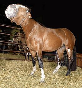 ARGENTINE CRIOLLO HORSE ~ Caballo Criollo .......... Original = (2856 x 2727)