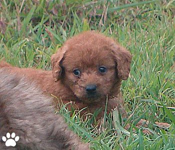 Bogey - Australian Labradoodle Puppy