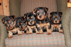 5 puppies!