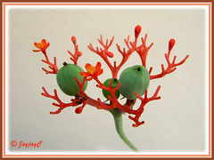 Jatropha podagrica (Gout Plant, Buddha Belly Plant): flowers and fruits/seedpods