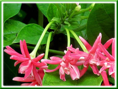 Pendulous trumpet-shaped flowers: Quisqualis indica 'Double' (Rangoon Creeper, Burma Creeper, Chinese Honeysuckle)