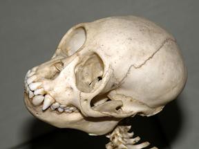Skull of Azaras’s Capuchin, adult , side ........ (Cebus cay = Cebus libidinosus paraguayanus) ~ Original = (3223 x 2410)