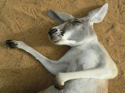 Sleeping Beauty - Kangaroo