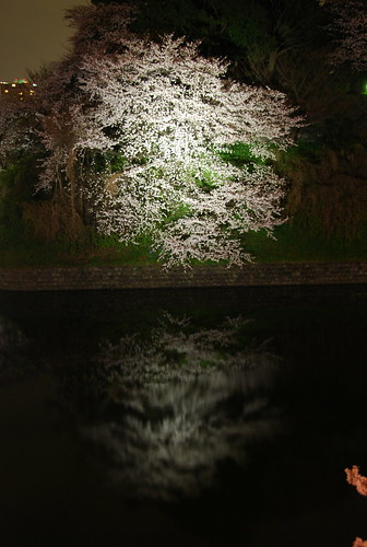 千鳥ヶ淵緑道にて夜桜