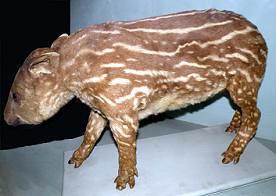 baby south-american tapir (Tapirus terrestris) TAPIR COMÚN - cría - Original = (3203 x 2281)
