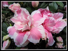Rhododendron simsii or Azalea indica (baby pink/white bicolored variety), at a garden nursery