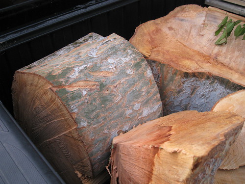 Chinese elm logs in back of truck