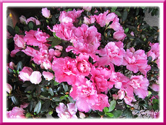 Potted Rhododendron simsii or Azalea indica (deep-pink flowers), at a garden nursery