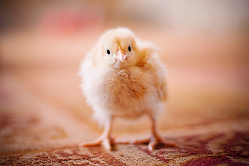 Here, chicky-chick-chick!!