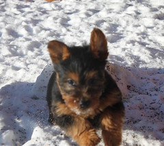 Puppy in the snow
