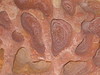 Honeycomb weathering, Bronte, Australia 2305