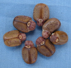 Jatropha subaequiloba seeds