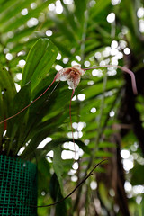 baudchon-baluchon-mindo-orchidees-8