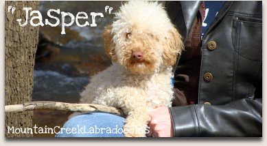 Jasper - Mini Australian Labradoodle
