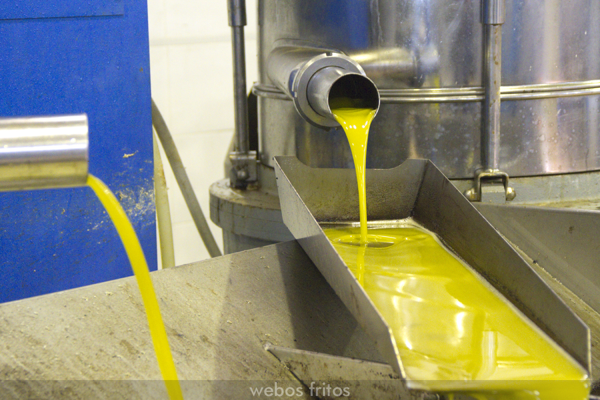 Obteniendo aceite de oliva virgen extra