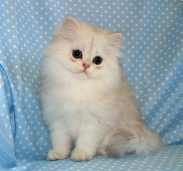 Our new Persian Chinchilla kitten