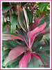Cordyline terminalis/C. fruticosa or Ti Plant, Hawaiian Ti (pink/maroon/green/white)