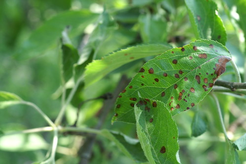Frogeye leaf spot caused by the black rot fungus. Photo courtesy of Alan R. Biggs, West Virginia University.