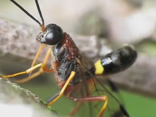 Aulacid Wasp Ovipositing