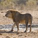 Male lion in Etosha NP