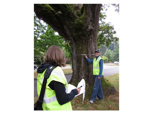 Tree inventory volunteers collecting tree data