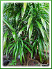 Dracaena deremensis (Dracaena, Dracaena Cane, Green Dracaena, Cornstalk Dracaena)