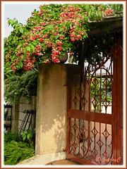 Quisqualis indica 'Double' (Rangoon Creeper, Burma Creeper), decorating an arch at the house entrance