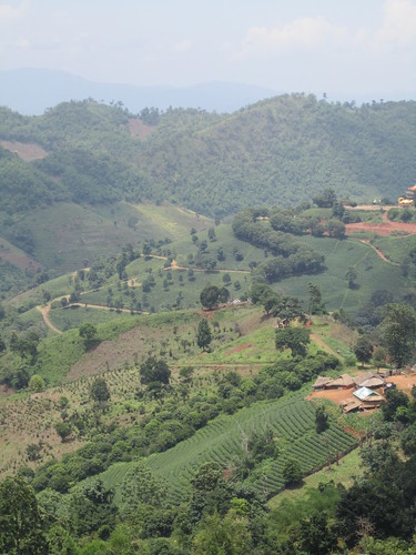 Hills around Mae Salong