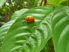 Spotless ladybird