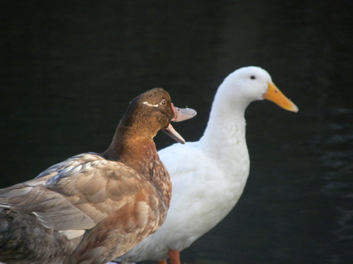 Quack, Quack, Quack, From FlickrPhotos