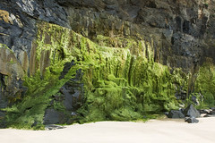 Green algae on rocks & white sand