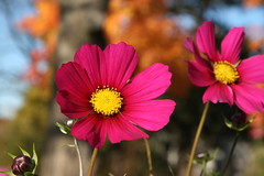 fall colors - the last cosmos' of the year