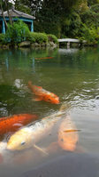 新潟県民は錦鯉が大好き　うちの庭にある池...