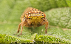 Aphrodes sp. makarovi (a Leafhopper) 2b