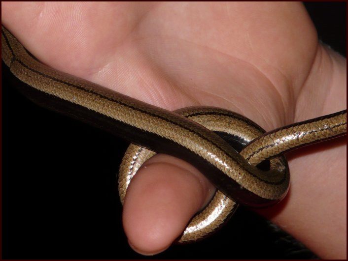 corde-serpent