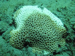 圖.4 大擬絲珊瑚