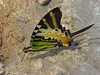 Five bar swallow tail butterfly