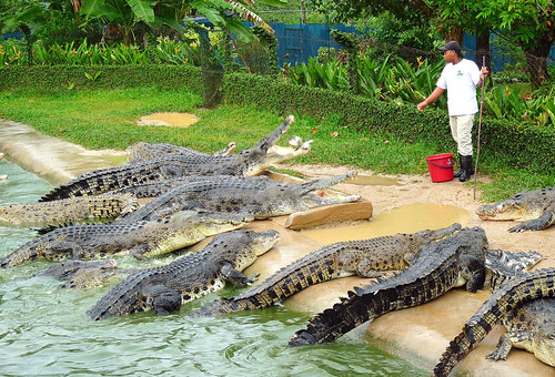 Langkawi Crocodile farm30
