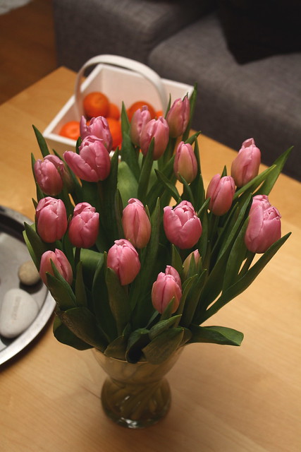Rosa tulipaner